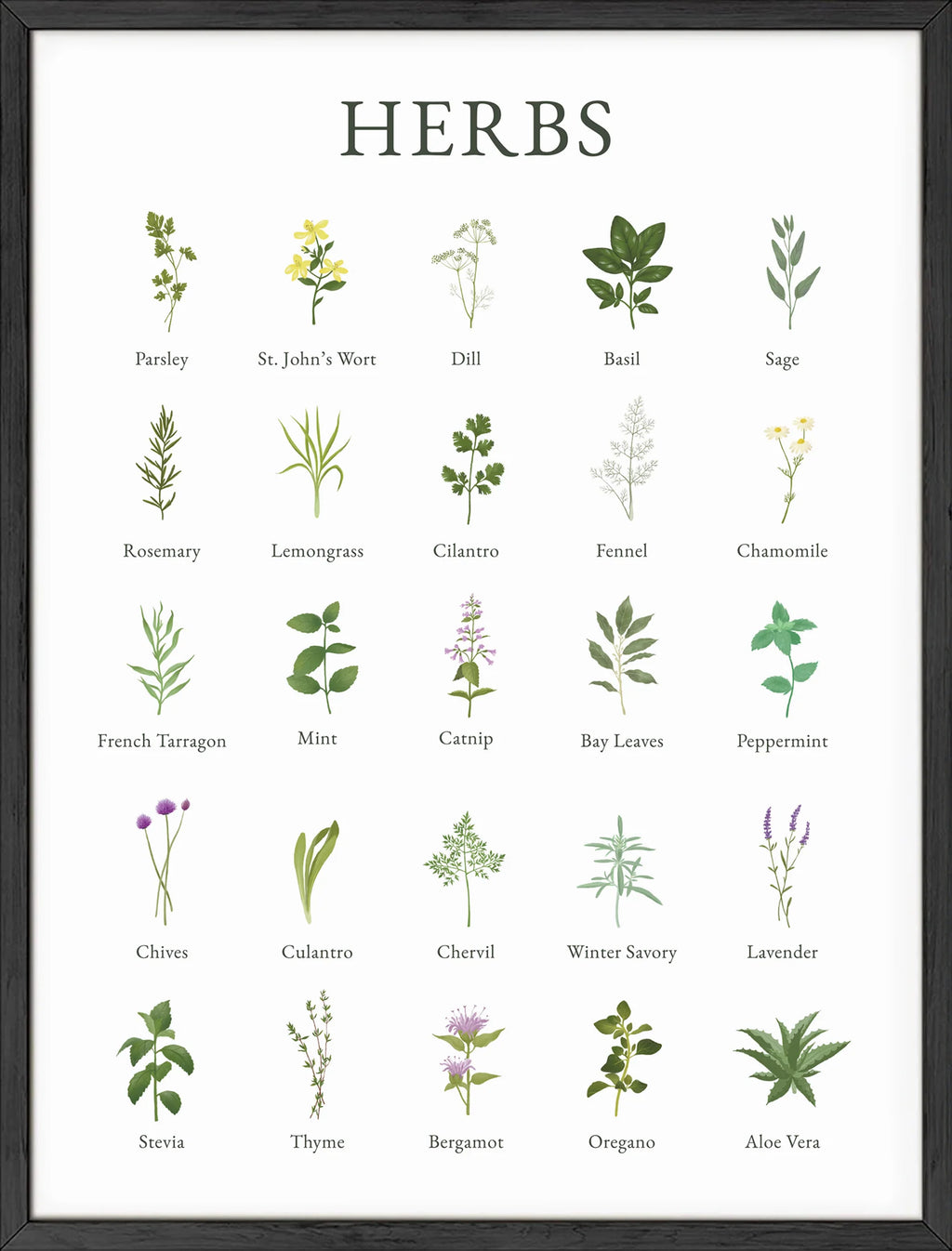 Herbs Herbs