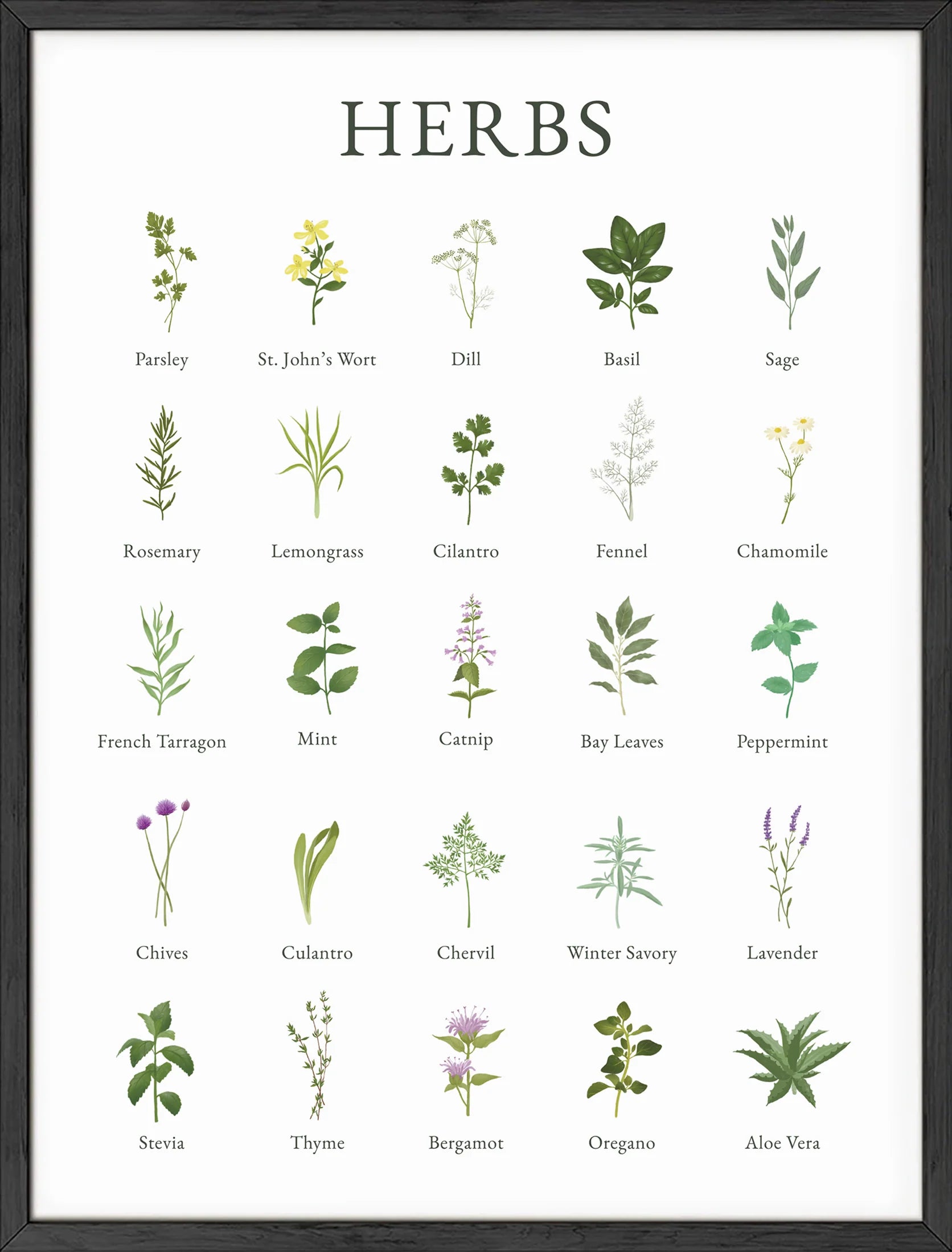 Herbs Herbs
